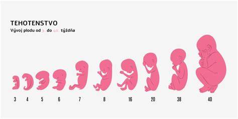 Infografika: Rast plodu podľa týždňov tehotenstva