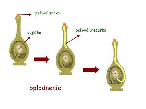 Infografika: Cesty opelenia a dvojité oplodnenie krytosemenných rastlín