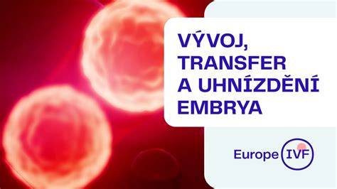Infografika: Ako sa počíta gestačný vek po IVF - transfer embrya a vek embrya