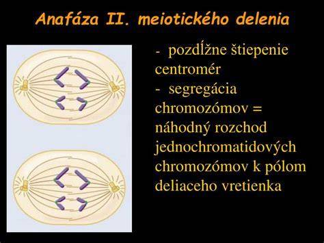 Schéma delenia materského medzi rodičov