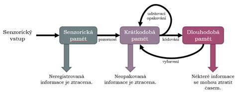 Infografika: Schéma skladovania pamäti (senzorická, krátkodobá, dlhodobá) a procesy kódovania, upevňovania a vybavovania