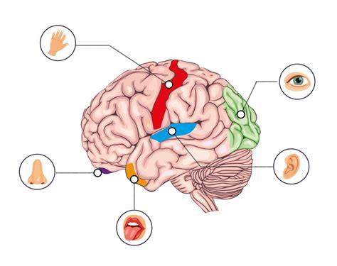 Ilustratívna mapa objatia a brain-areas