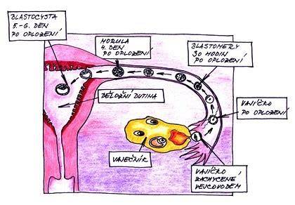 Infografika: Cesta vajíčka a spermie od ovulácie po implantáciu