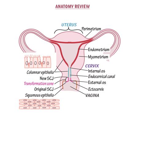Obrázok: anatomická ilustrácia maternice a jej častí (cervix, corpus uteri, endometrium, myometrium), vrátane vajíčkovodov a vaječníkov