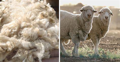 Merino vs tradičná vlna - rozdiely v použiteľnosti