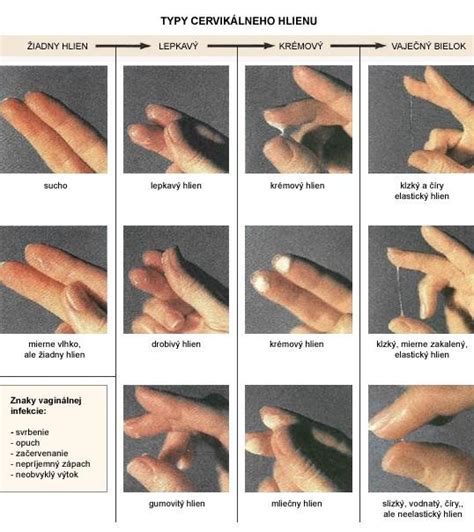 typy cervikálneho hlienu