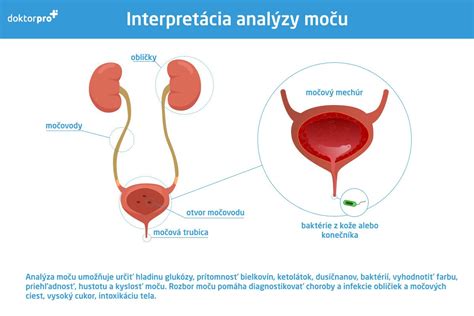 Infografika: Cesta leukocytov v moči a čo znamená ich zvýšenie