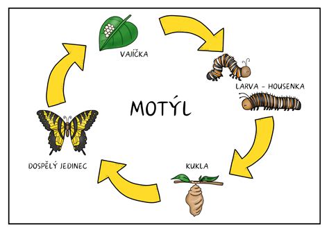 Infografika: Životný cyklus Chlamydia pneumoniae a prenos kvapôčkami