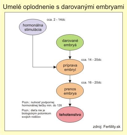 Prenos embrya do maternice