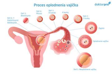 Ilustrácia procesu oplodnenia vajíčka