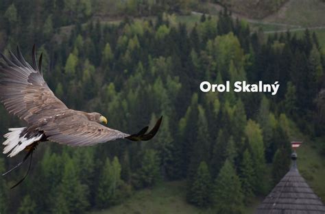 Orol skalný: Majestátny dravec a jeho interakcie s človekom