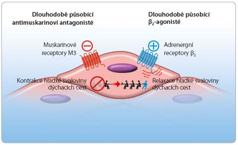 Schéma fungovania bronchodilatancií