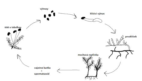 Schéma rozmnožovania rýb