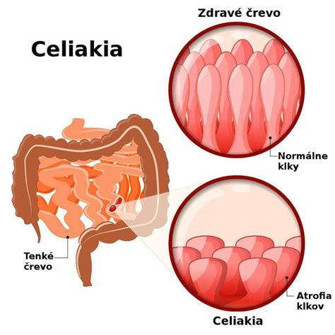 schematické znázornenie Cowperových žliaz a močovej trubice