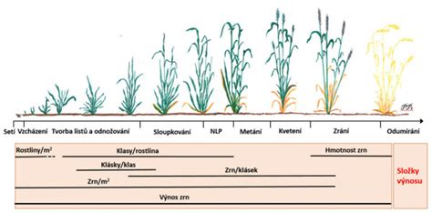 Vývoj rastliny pšenice