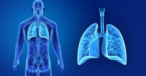 Ilustrácia pľúc a dýchacích ciest