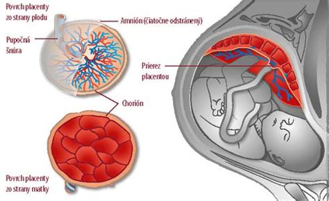 Vývoj placenty počas tehotenstva