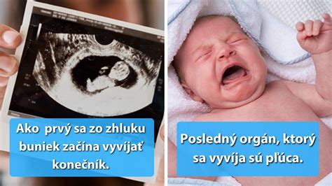 Vývoj ľudského mozgu v maternici