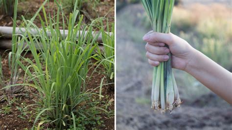 Citrónová tráva - rastlina