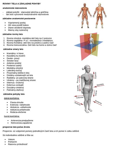 Anatomické znázornenie reprodukčného systému sučky