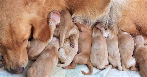 Gravidita a pôrod fenky labradorského retrievera: Všetko, čo potrebujete vedieť