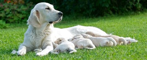 kŕmenie gravidnej sučky