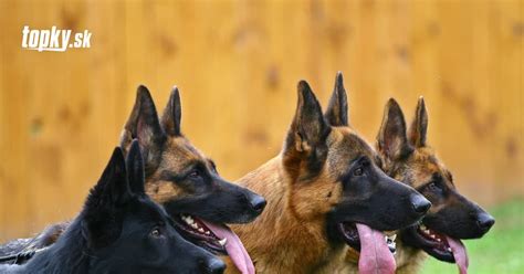 mladá rodinka psov - matka so šteniatkami