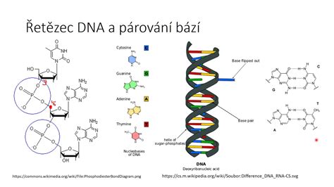 Štruktúra maternice a panvového dna