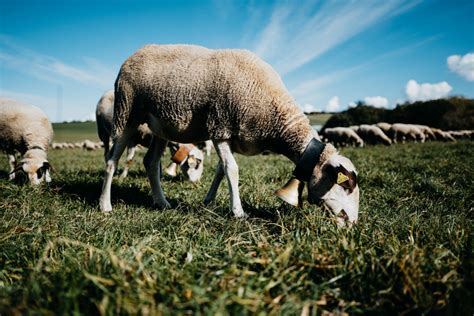 Slovenská dojná ovca: Nové národné plemeno pre zvýšenie produkcie mlieka