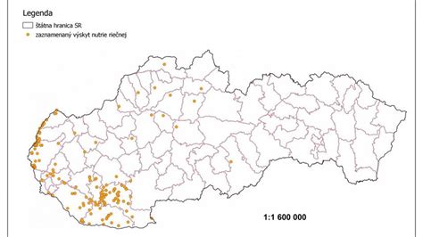 Mapa tela s vyznačenými nervovými dráhami, kde sa najčastejšie objavuje pásový opar