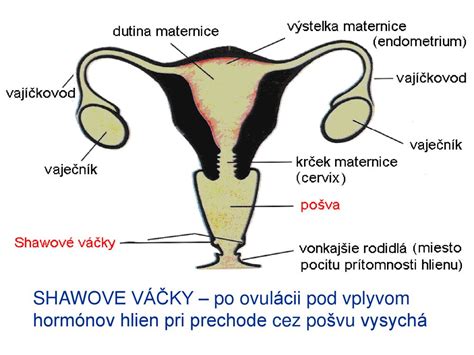 Anatomia maternice s krčkom maternice
