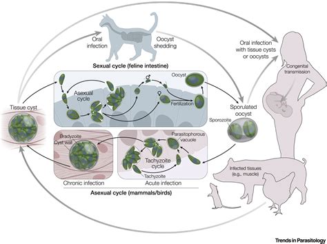 Schéma životného cyklu Toxoplasma gondii