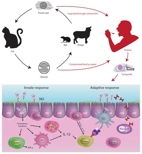Ilustrácia potravinového reťazca Toxoplasma gondii