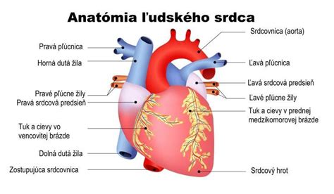 Ilustrácia srdca s tepom