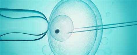 Schéma asistovanej reprodukcie (IVF)