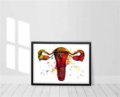 Ilustrácia ženského reprodukčného systému s vyznačenou maternicou a endometriom