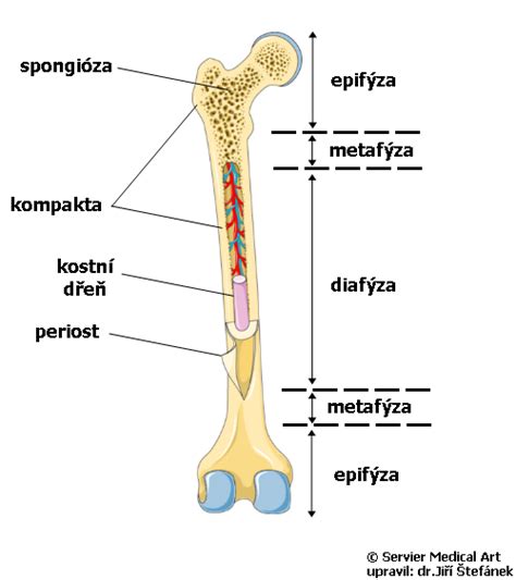Anatomická stavba bedrového kĺbu