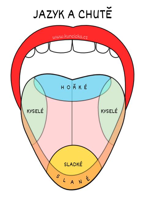 Ilustrácia svalov jazyka a pier zapojených do artikulácie