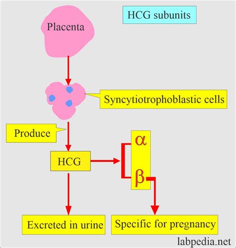 Schéma produkcie hCG hormónu
