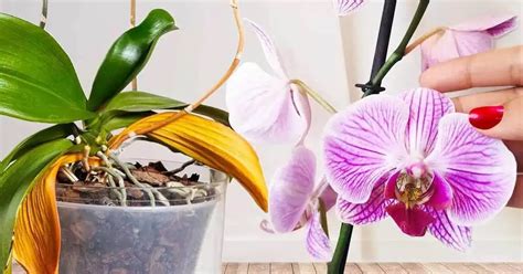 Infografika o starostlivosti o pupočníkový pahýľ