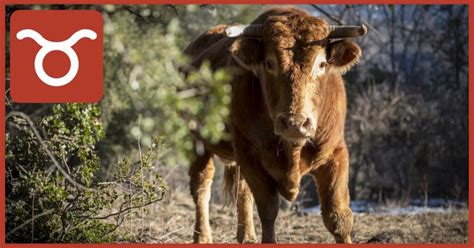 Diéta a charakteristika detí narodených v znamení Býk