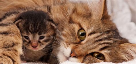 Príznaky gravidity u mačky