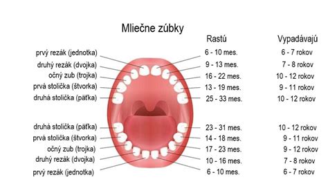 Porovnanie mliečnych a trvalých zubov