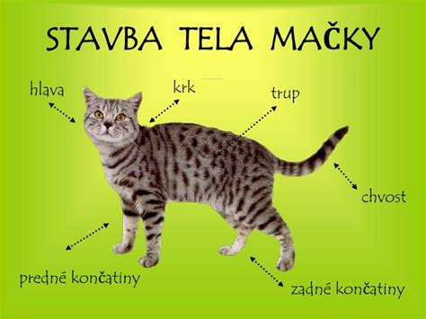 Porovnanie veľkosti a stavby tela mačky a kocúra