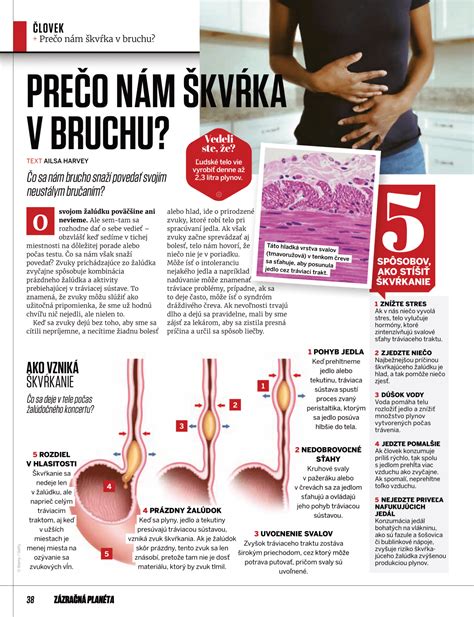 Ilustrácia gravidnej kozy s plodom v bruchu