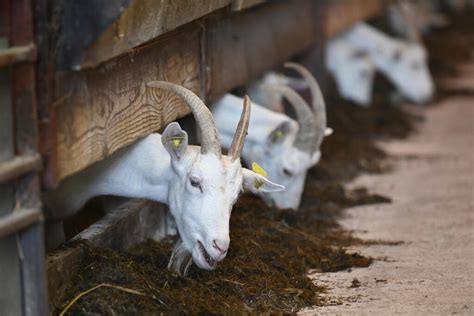 Pôrody kôz: Od prípravy po starostlivosť o novonarodené kozliatka