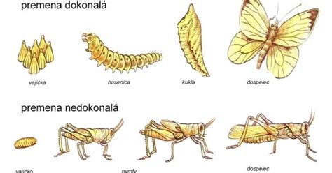 Infografika: Vývojové štádiá obdobia vzdoru
