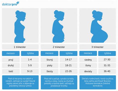 infografika o týždňoch tehotenstva a ultrazvukoch