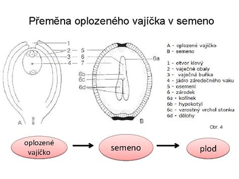 Schéma uhniezdenia oplodneného vajíčka