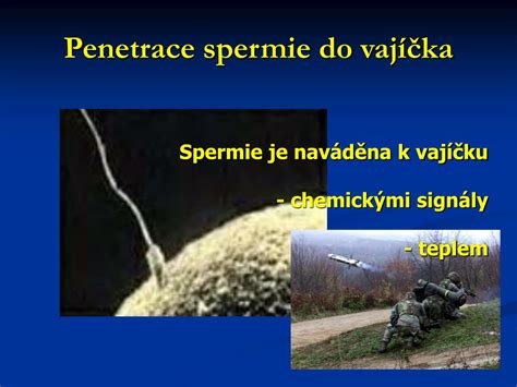 štruktúra ľudského vajíčka a spermie